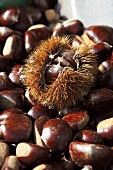 Chestnuts; One Still in Outer Shell