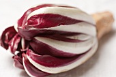 Radicchio di Treviso