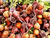 Heirloom Beets in Varied Colors at Farmer's Market