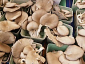 Oyster Mushrooms in Containers at Farmer's Market