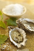 Two Kumamoto Oysters with Sea Salt and Cilantro