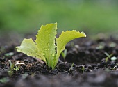 A young vegetable plant in the ground (close-up)