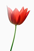Eine rote Tulpenblüte mit Stängel