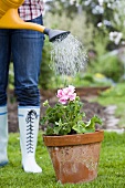 Woman watering geranium in terracotta pot