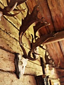 Assorted racks of antlers on the wall of a wooden hut