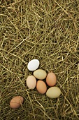 Fresh Chicken Eggs on Hay