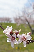 Close Up of a Blossoming Peach Tree Branch