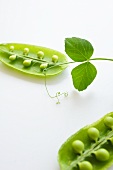 Fresh Peas in the Pod; White Background