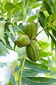 Pecans Growing on the TRee