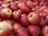 Red Apples at a Farmers Market in Seattle Washington