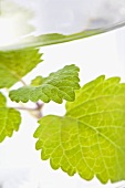 Lemon balm in a glass of water (close-up)