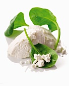 Ricotta and fresh spinach leaves