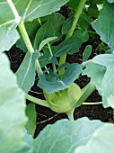 Kohlrabi in a vegetable patch