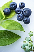Ripe and Unripe Blueberries with Leaves