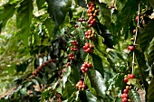 Coffee beans on a bush