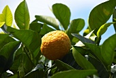 Mandarine am Baum (Close Up)
