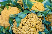 Orange cauliflower