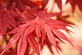Close Up of Red Japanese Maple Leaf