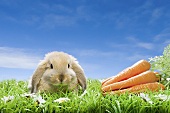 Rabbit with carrots