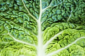 A close up of a cabbage leaf