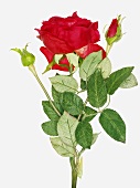 An artificial rose