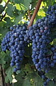 Cabernet sauvignon grapes on a vine