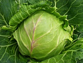 Fresh white cabbage