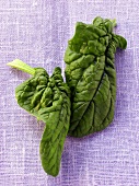 Fresh spinach leaves