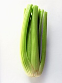 Celery