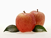 Two red apples with leaves and drops of water