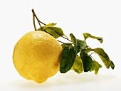 Lemon with twig and leaves