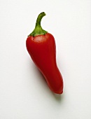 Chili pepper (orange)