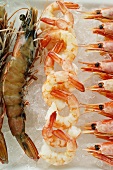 Various types of shrimps on crushed ice