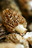 Fresh Morel Mushrooms