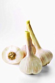 Fresh garlic