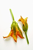 Courgette flowers