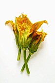 Courgette flowers