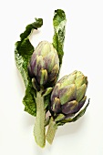 Artichokes with leaves