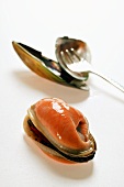 Shelled New Zealand mussel with mussel shells