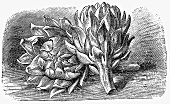 Artichokes (Illustration)