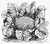Cauliflower (Illustration)