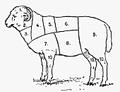 Ram (Illustration)