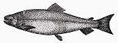 Salmon (Illustration)