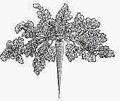 Hamburg parsley (Illustration)