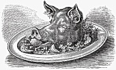 Pig's head (Illustration)