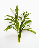 Tarragon with drops of water