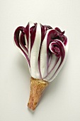 Treviso radicchio