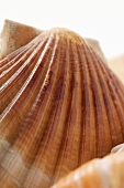 Scallop (detail)