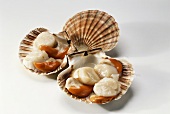 Fresh scallops in their shells