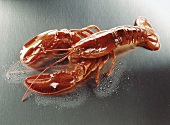 Cooked lobster on metal background